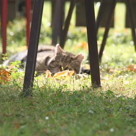 Gasthof-pension Zum Haugstein - Familie Eder Engelhartszell