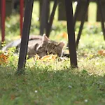 Gasthof-pension Zum Haugstein - Familie Eder Engelhartszell