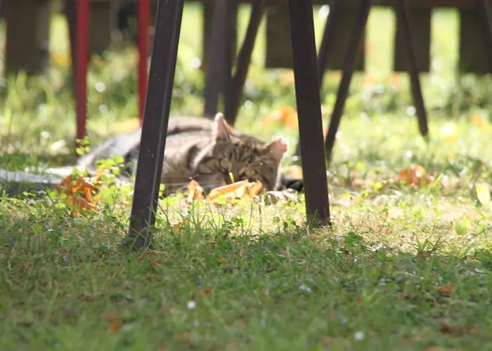 Gasthof-pension Zum Haugstein - Familie Eder إنغليهارتزيل